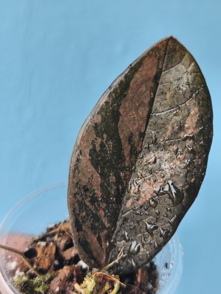 Заміокулькас варієгатний zamioculcas Black variegata