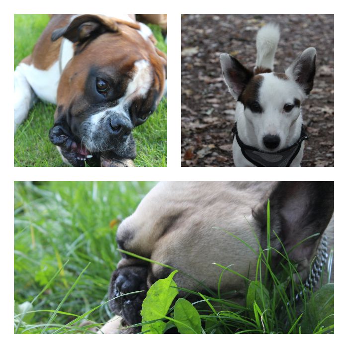 PsiKątek hotelik dla psa / kota, hotel, Petsitter opieka nad psem