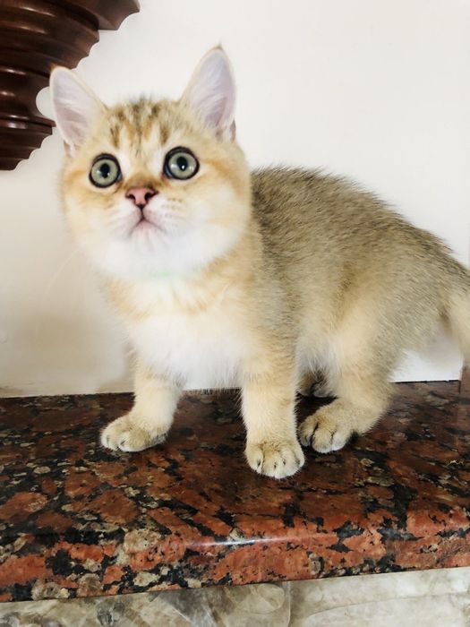 Шотландский золотой мальчик. Купить в Киеве в Украине. Питомник.