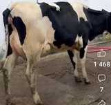 Продам добру корову