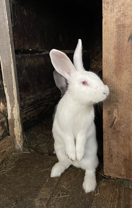 Кролики різні породи