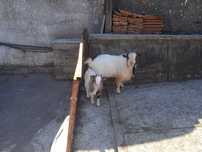 Vende-se casal de cabras