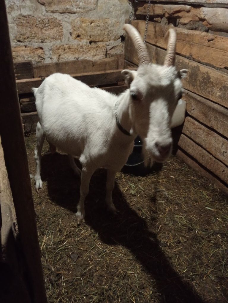 Продам  дойну козу