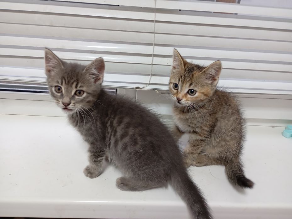 Віддаєм у добрі руки кошенятко на Миколайчика