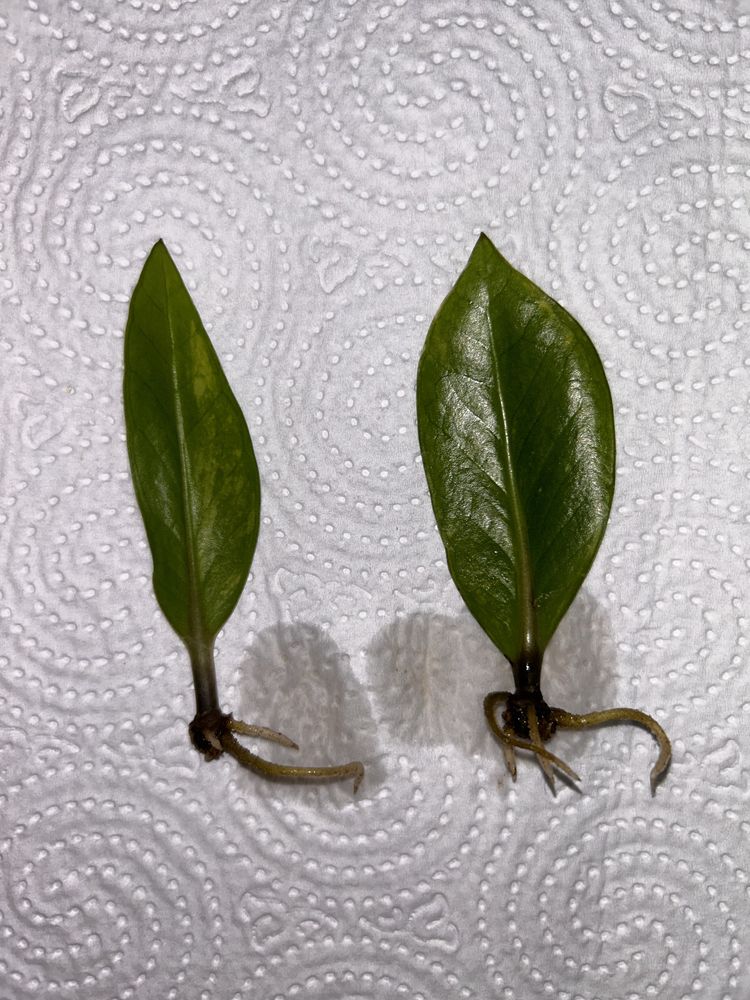 Zamioculcas variegata 2 liście