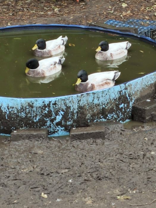 Kaczorki call duck i gęsi kubańskie