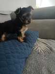York terrier suczka