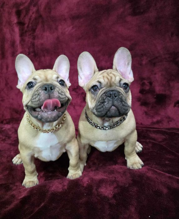 Французького бульдога  Французский бульдог