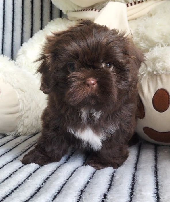 Shih Tzu śliczny czekoladowa suczka