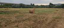Arrenda-se terreno agrícola