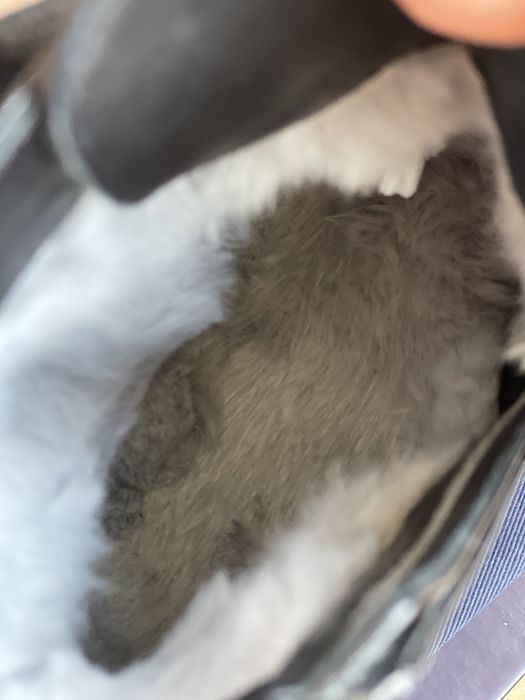 Зимние ботинки сапоги на меху le silla 37,5-38 оригинал Италия