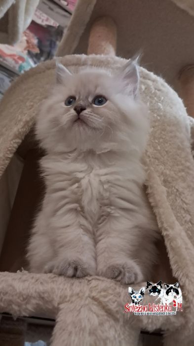 Cudowna koteczka syberyjska neva do hodowli