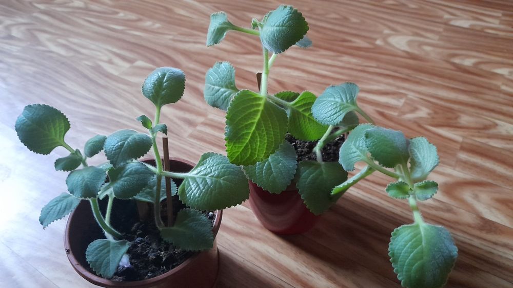 Mieta meksykanska domowa-2szt-6zl/szt