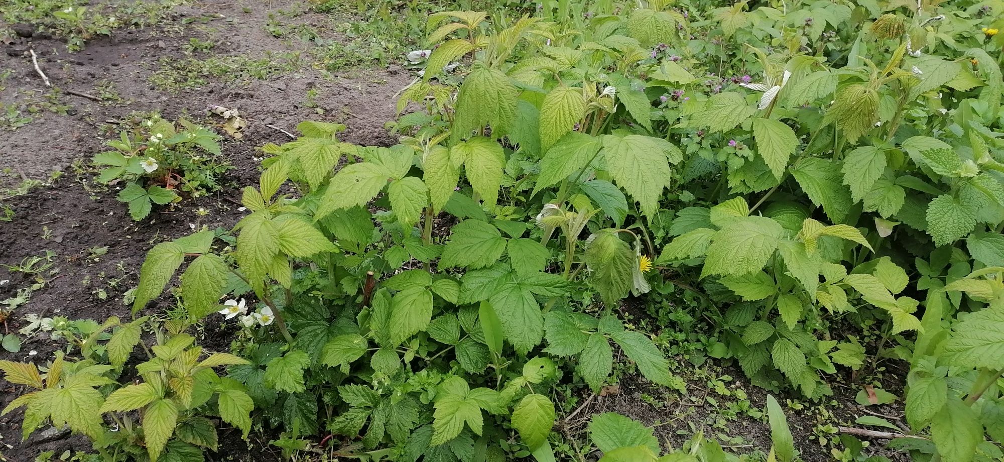 Sadzonki Maliny wczesne, duże owoce