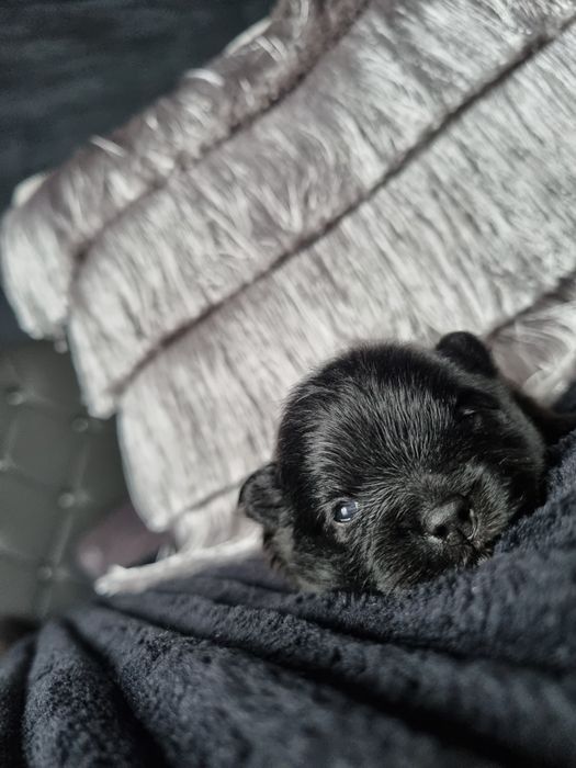 BLACK pomeranian, Miniaturka, maluszki,  unikatowe LISTOPAD