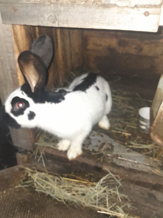 Порода німецький строкач.