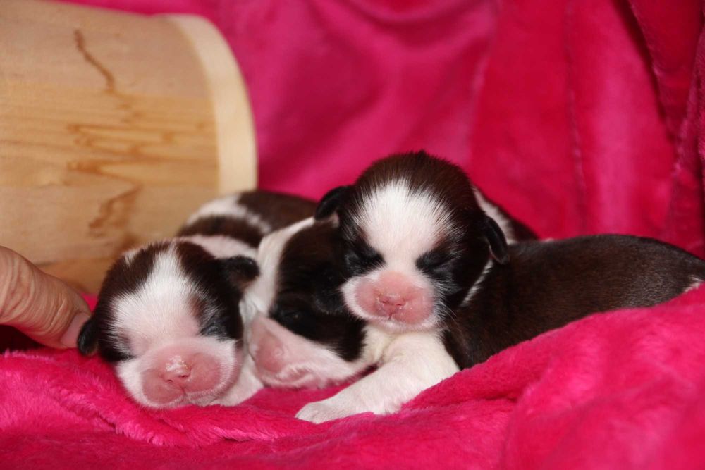 SHIH TZU szczeniaczki ZKwP