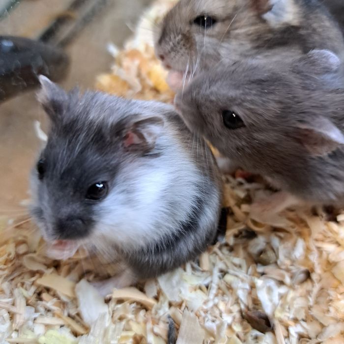 Chomik dżungarski panda w GRUBY KOCUR w Rzeszowie