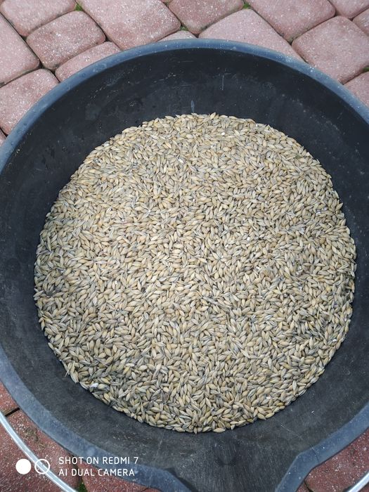 Sprzedam owies ,pszenice, jęczmień