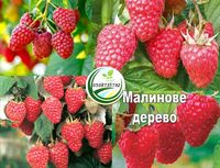 Продам саджанці малини Raspberry tree  ремонтантної високоврожайної