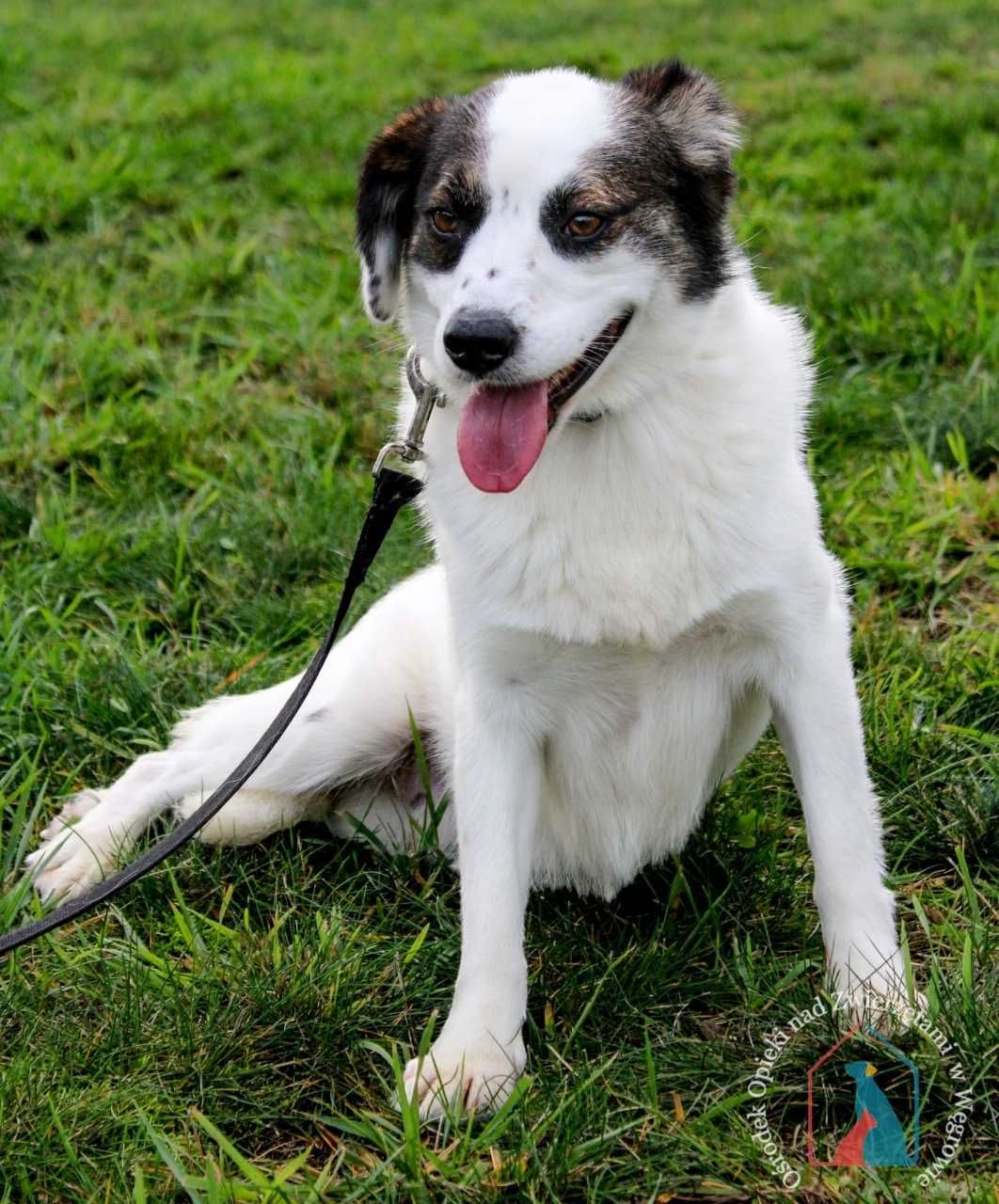 PIĘKNY, nieśmiały, delikatny, 2 latka, 14 kg - adoptuj Caro