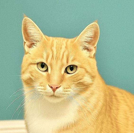Рыжий котик 10мес рудий кіт можно в частный дом