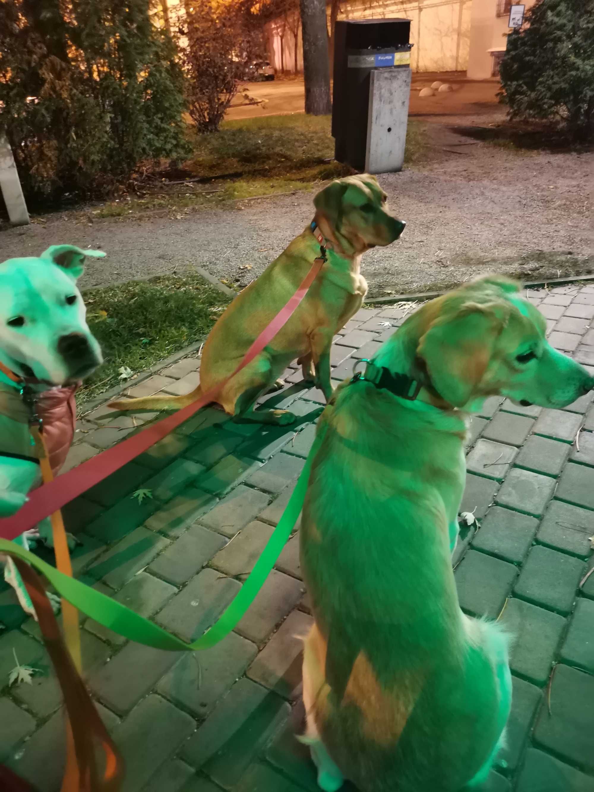 Вигул собак, КИЇВ, ЦЕНТР, якісно і відповідально.
