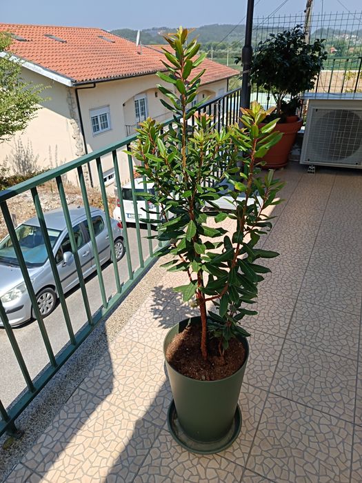Vendo esta Planta de Jardim