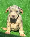 American Bully XL/XXL Puppys
