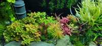 Zestaw roślin do akwarium ogólnego dla początkujących i wymagających