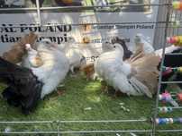 Gołębie . Pawik. Pawiki. Możliwy transport
