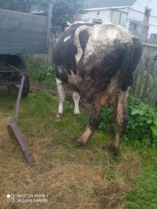 Krowa młoda mleczna