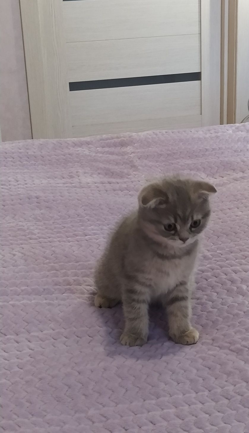 Срочно! Котята скотиш фолд