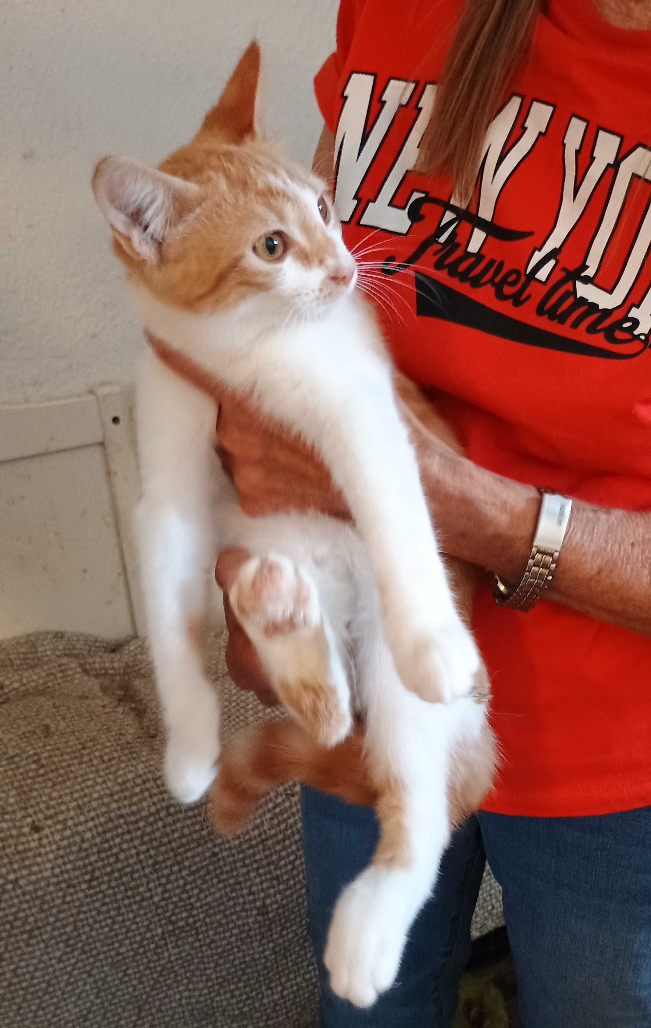 Gatinhos amarelos