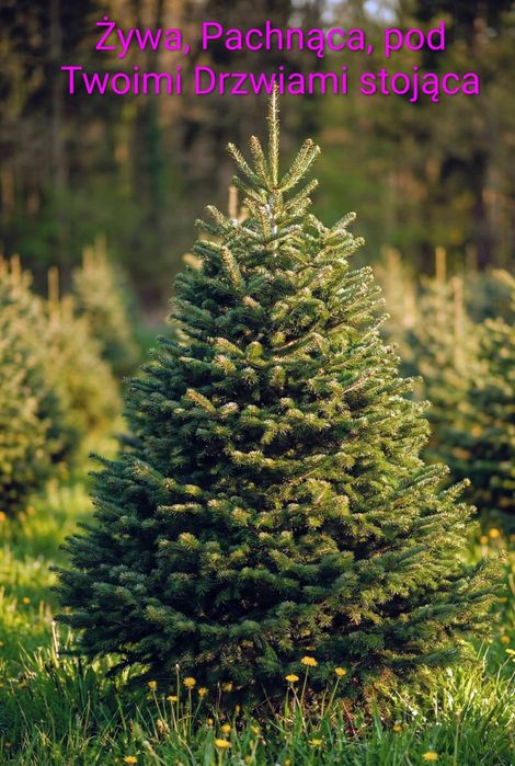 Żywa Choinka Świąteczna z Dostawą