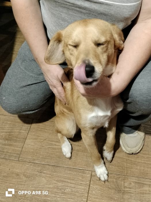 Dou para adoção responsável um menino com  1 ano, tem vacinas em dia