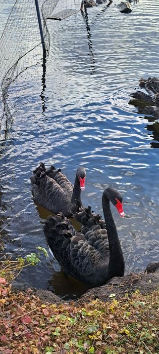 Łabędzie czarne sprzedam
