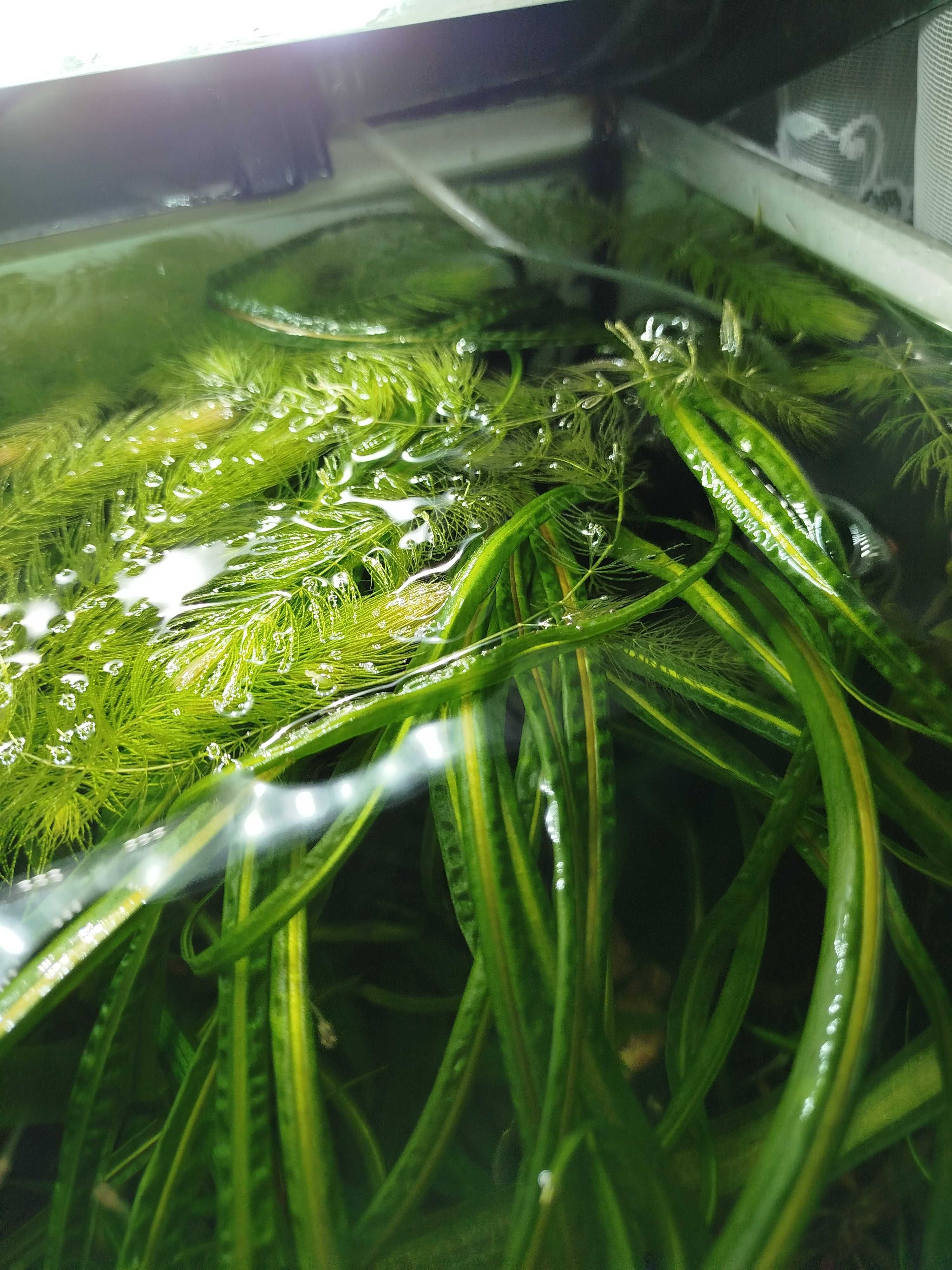 Sprzedam Cryptocoryne Balansae