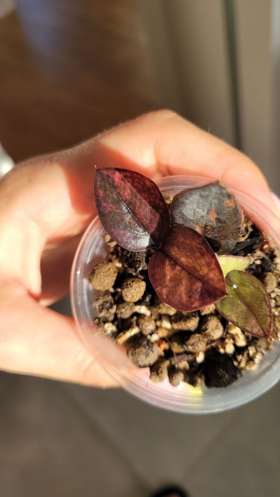 REZERWACJA Zamioculcas  / Zamiokulkas Raven Pink variegata
