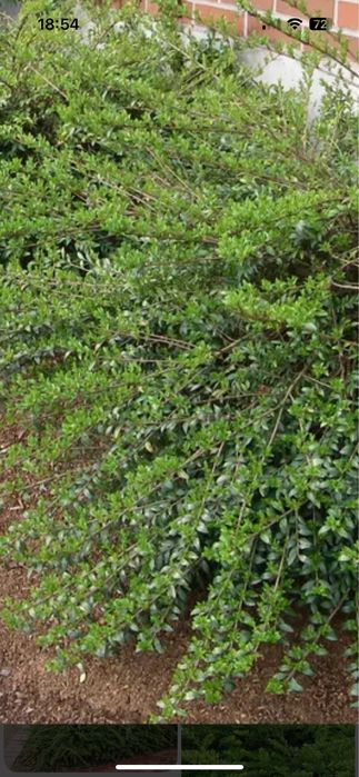 Жимолость шапочная не пересылаю