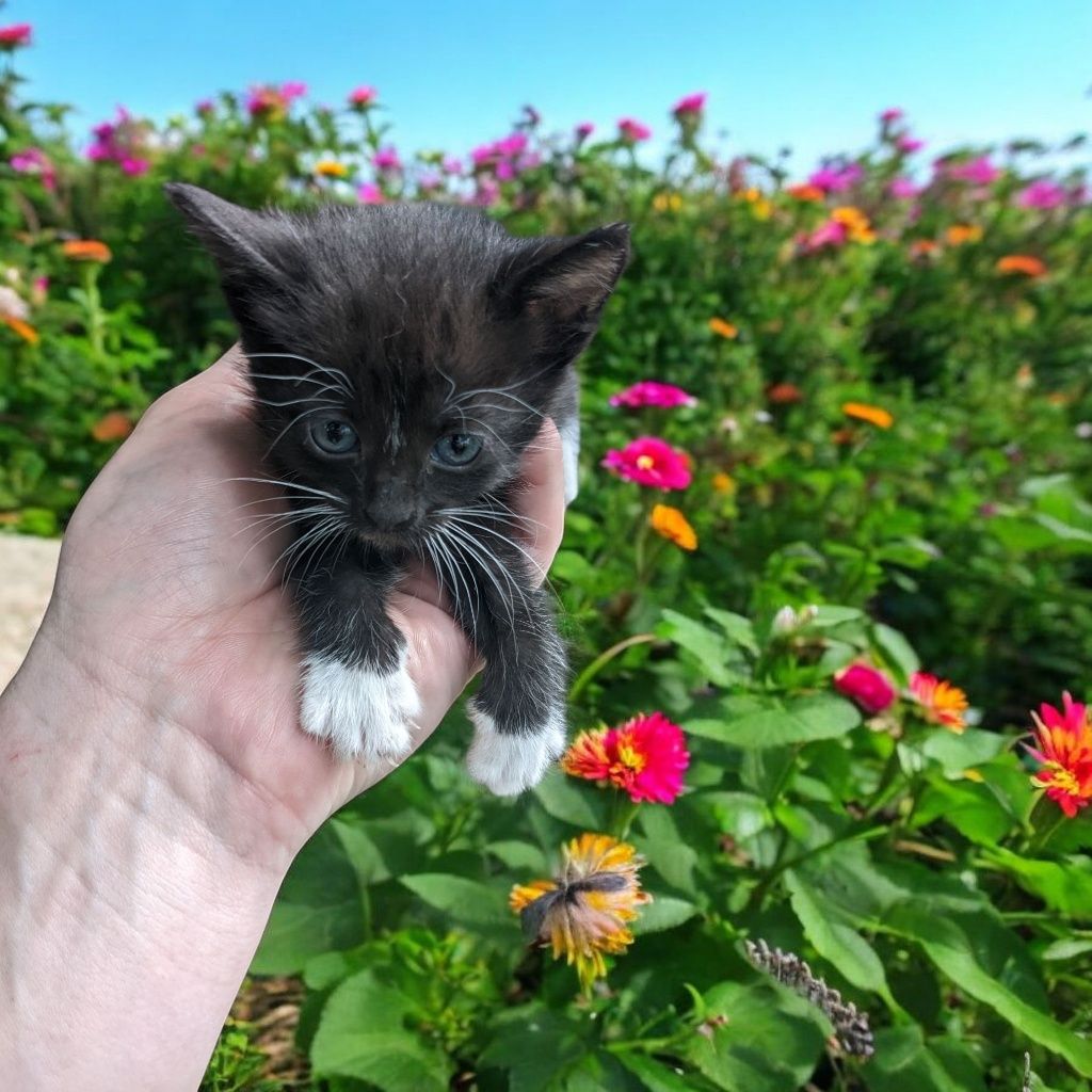 Отдам в добрые руки красивых котят