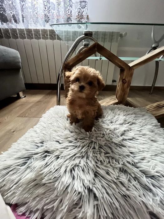 Міні Мальтипу ВИГІДНО‼️Є в різних окрасах Мальтипу f1 Мальтипу f2