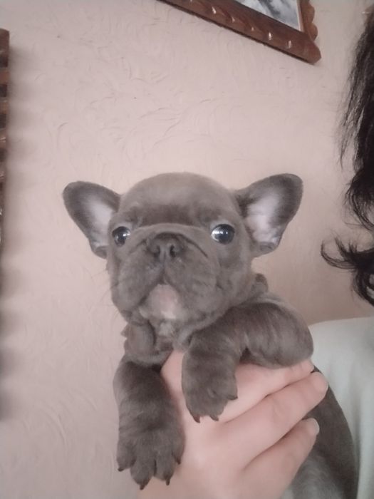 Діва французького бульдогу