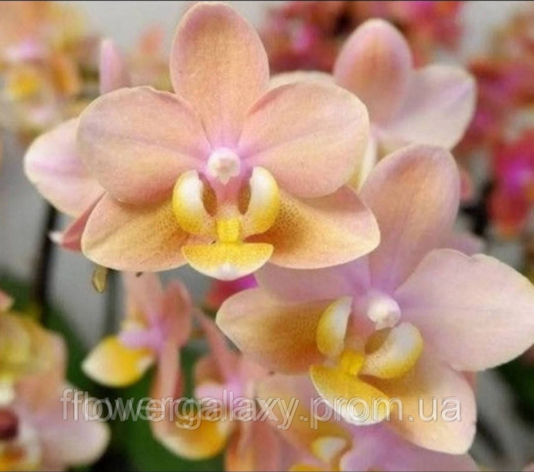 Орхидея Парфюмерная фабрика Scention листья в крап ароматная, подросто