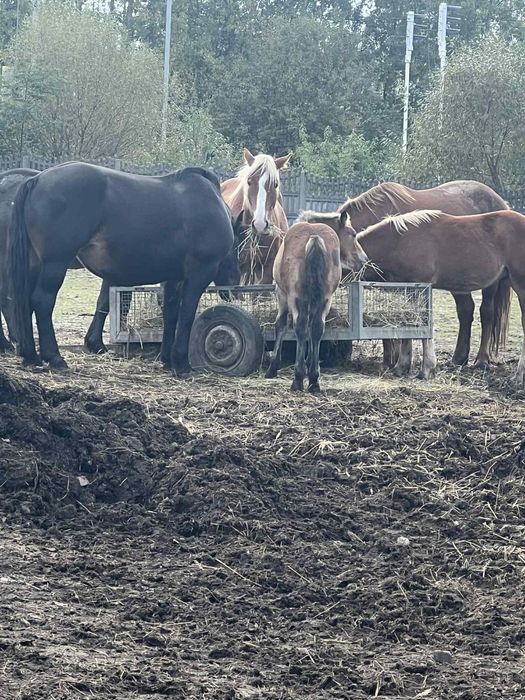 Sprzedam  konie