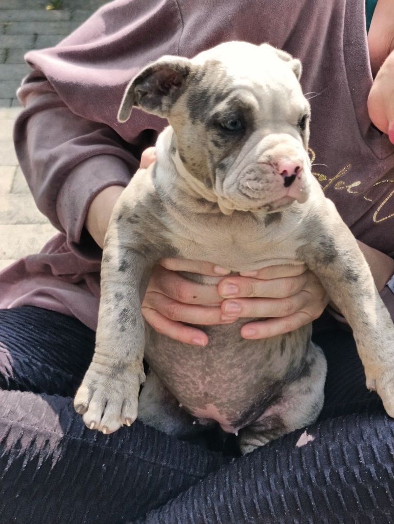 American bully ABKC  merle suczka