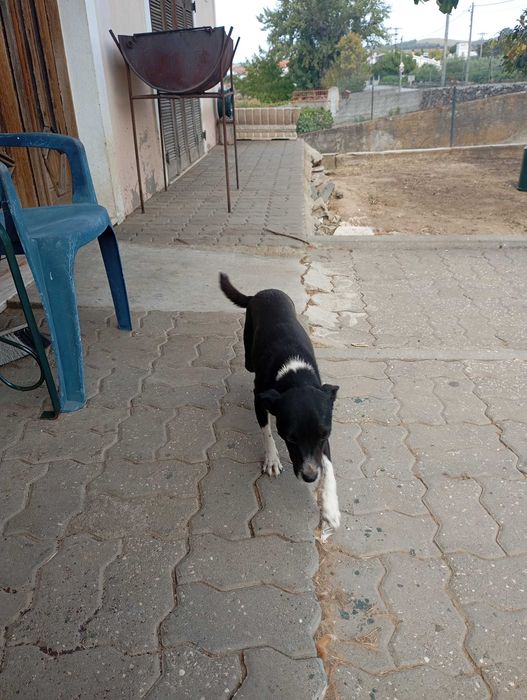Cadela muito meiga para adoção temos também outros três para adoção