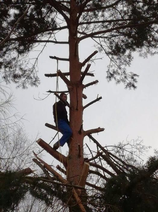 Tania Wycinka drzew, technika alpinistyczna, przycinanie. Wywóz gałęzi