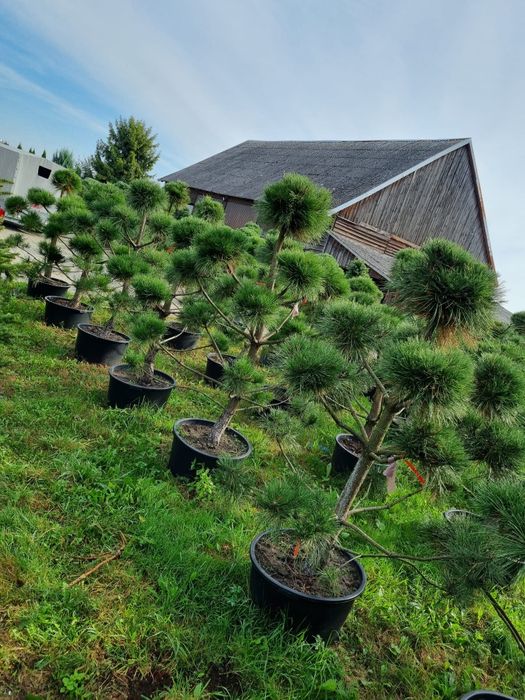 Bonsai ogrodowe. Szkółka Krupocin.