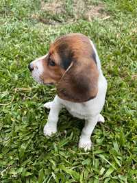Beagle tricolor!